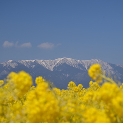 菜の花畑と比良山系