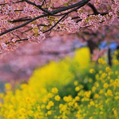 競演　河津桜と菜の花