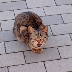 のらねこ２－なんかくれ！