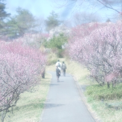 春爛漫