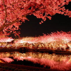 夜河津桜