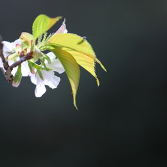 虫達の花見