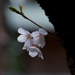 桜