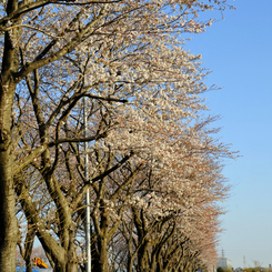 海軍道路_1