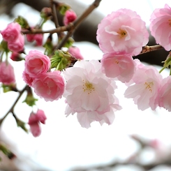 八重桜