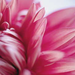 Flower１