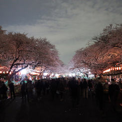 春爛漫♪ in TOKYO　上野公園さくら並木