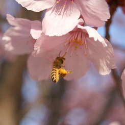 桜と蜂