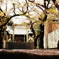 桜道