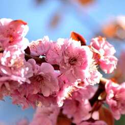 桜-ポートランド2013-08