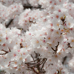 full blossom 