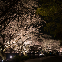 水戸の桜まつり 千波湖畔の桜ライトアップ