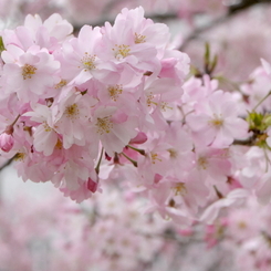 250405-思川桜1