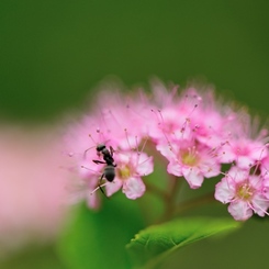 hisa's　Macro。。。Taste of Honey