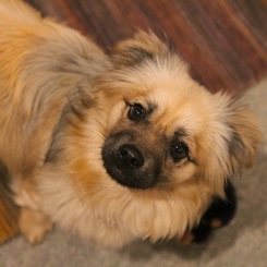 だから、そんな目で見られたら・・