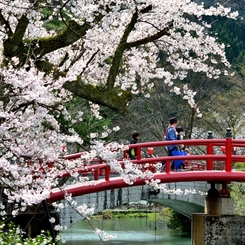 我が郷土に桜あり３