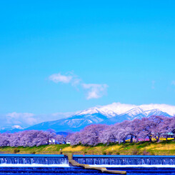 蔵王連峰　一目千本桜