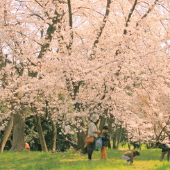 桜の木の下で
