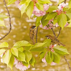 八重桜と雀