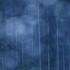 夏の雨