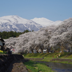 鳥海山と桜並木