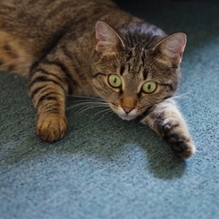 名前はCat
