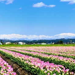 爽快♪　立山連峰とチューリップ畑