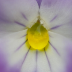 YELLOW BROOCH