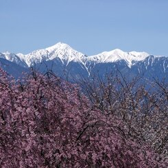 安曇野の春