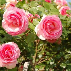 薔薇