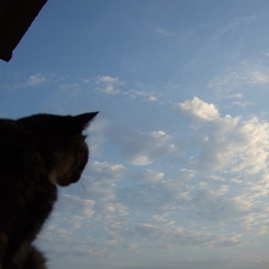 朝猫