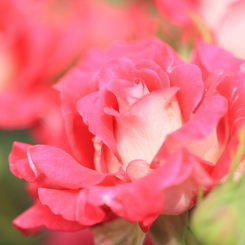 Rose Garden