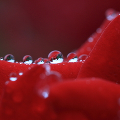 花便り　- 水滴の中のバラ園 -