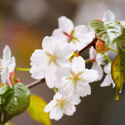 神宮の桜　２０１３　その１