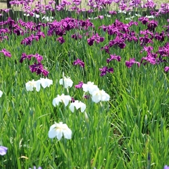 花菖蒲5