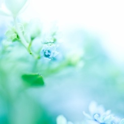 蒼の幻想