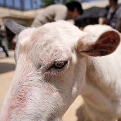 京都市動物園20