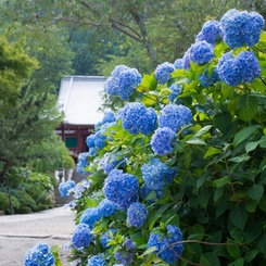 奈良のあじさい寺