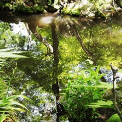 新緑の池Ⅸ