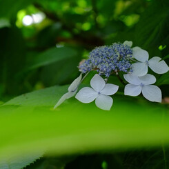 紫陽花
