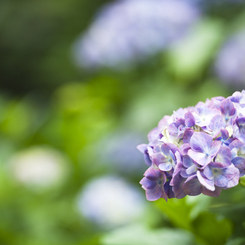 紫陽花　1