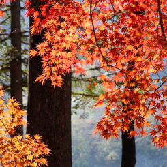 韓国紅葉
