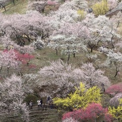 吉野梅郷