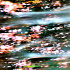 流れゆく花たち
