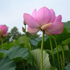蓮華