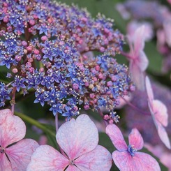 万博紫陽花祭 011