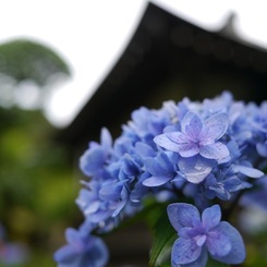 何紫陽花？