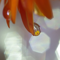 Flower in the drop  -heptagon-