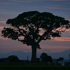 大楠に沈む夕陽を求めて2