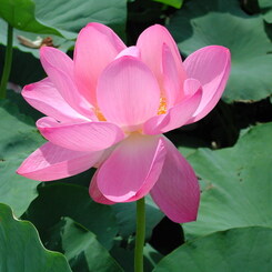 Lotus01